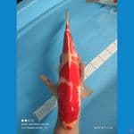 KOHAKU 