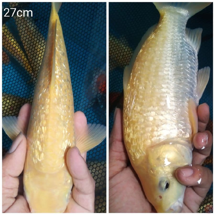 _SELO1_ KARASI GINRIN PUNUK