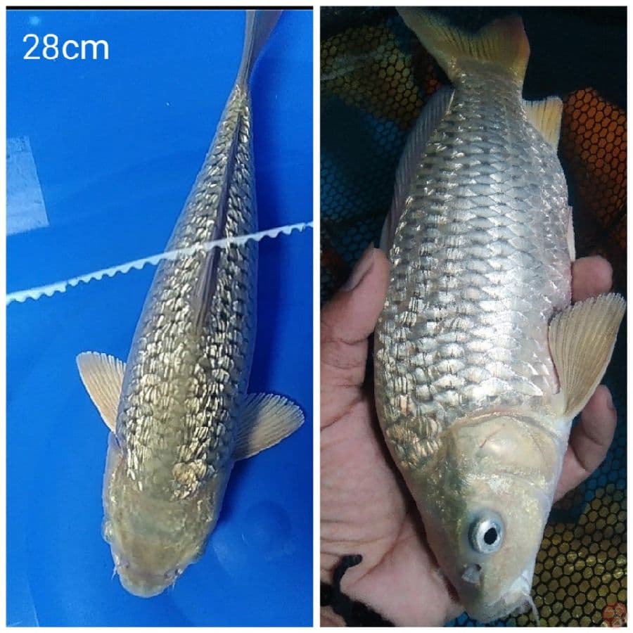 _SELO2_ Soragoi ginrin punuk