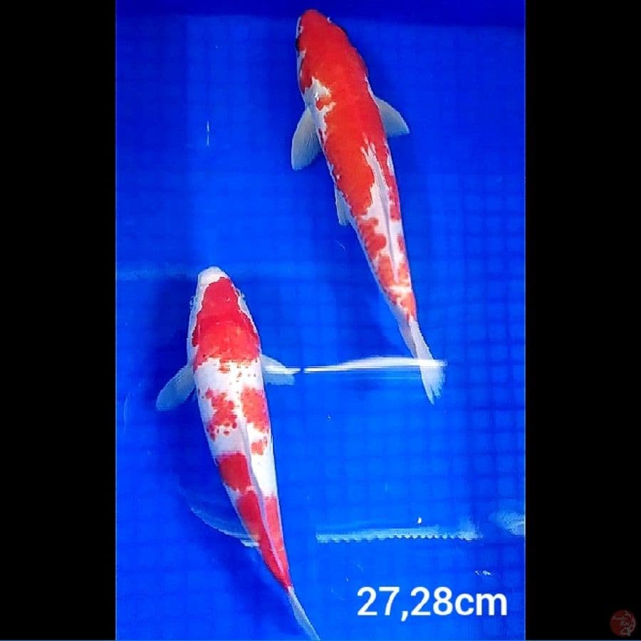 _SELSA02_ kohaku merah strong 27,28cm