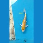 hariwake 24cm