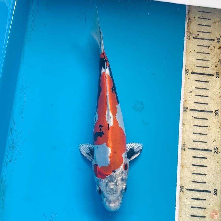25Cm, Benikikokuriyu SQ