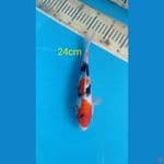 sowa 24cm