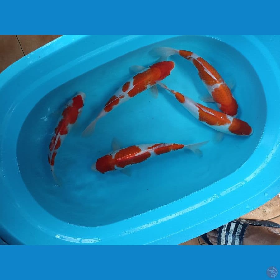 mix kohaku 32/35cm