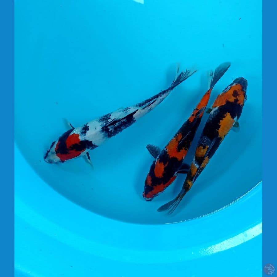 mix showa 23cm