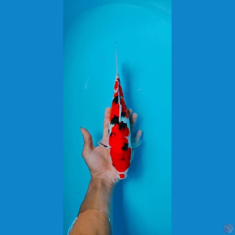 Original Kuchibeni Sanke 32cm