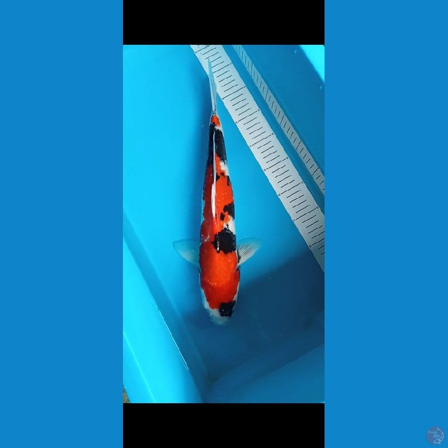 showa jantan 42cm