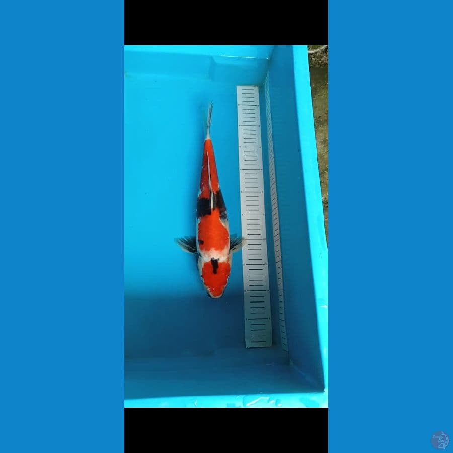 showa 39cm
