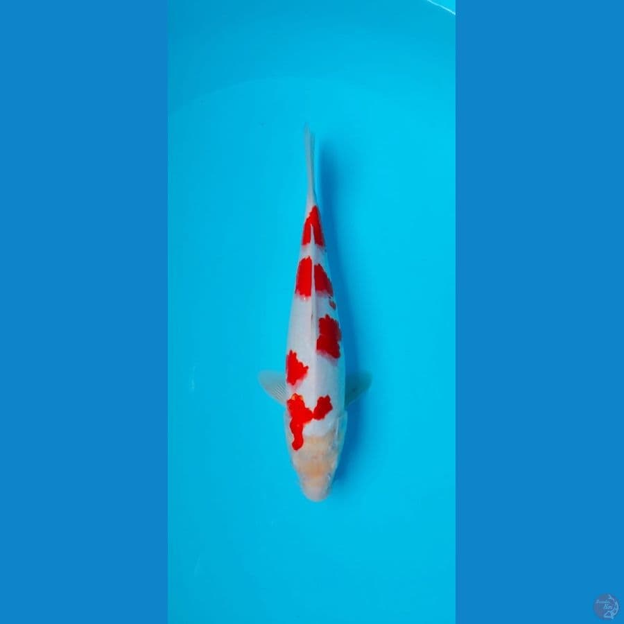 Kohaku Female 32cm