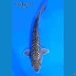 Black Diamond 35cm