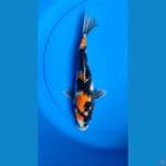 Showa 28 cm