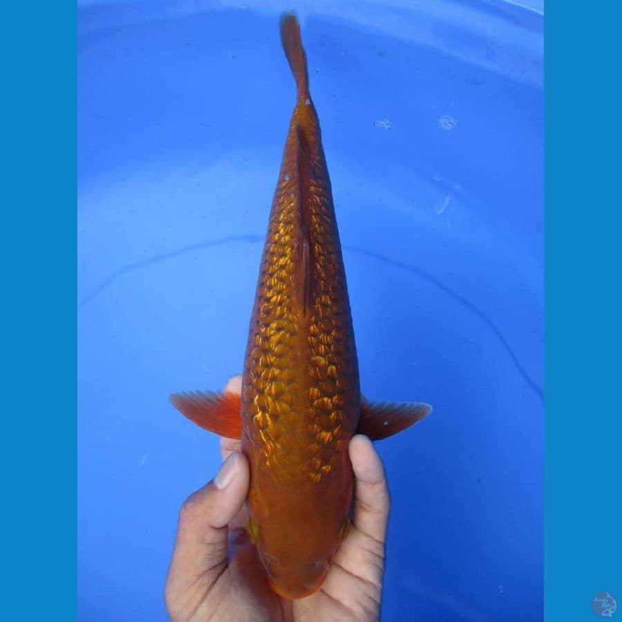 MKC KOI GRUB