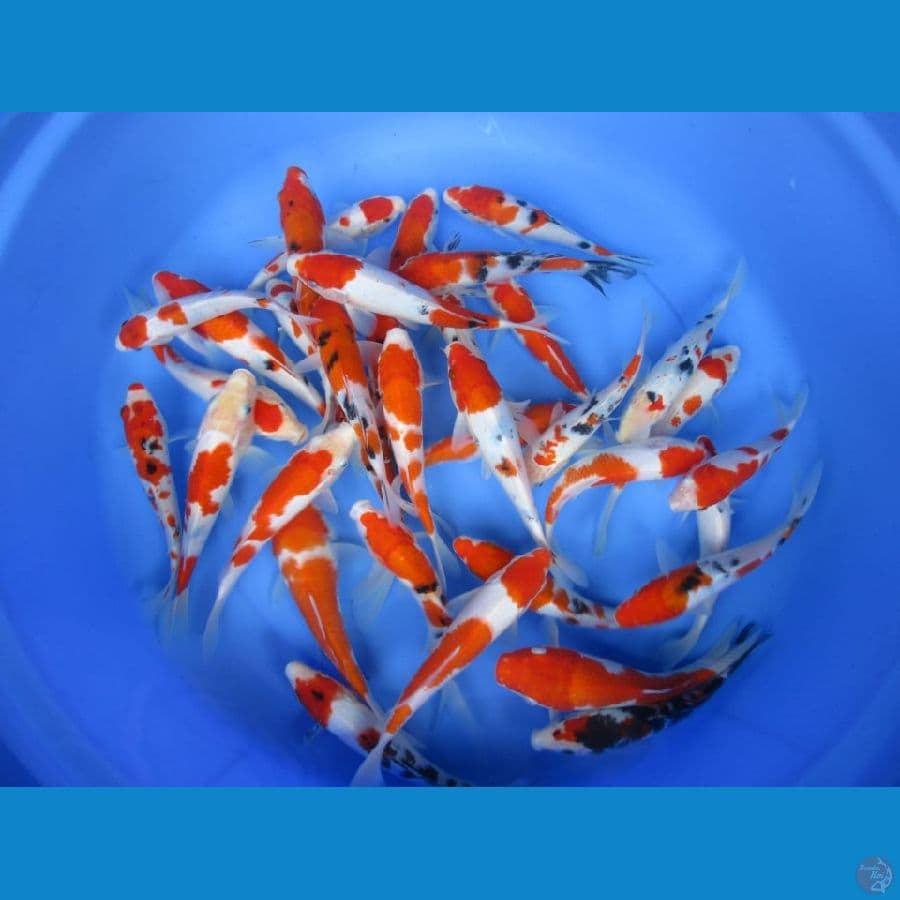 MKC KOI GRUB