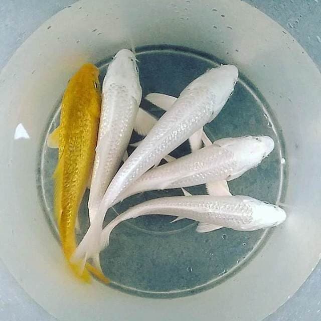 Penjinak kolam ginrin 5 ekor