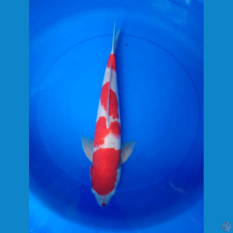kohaku 43 cm