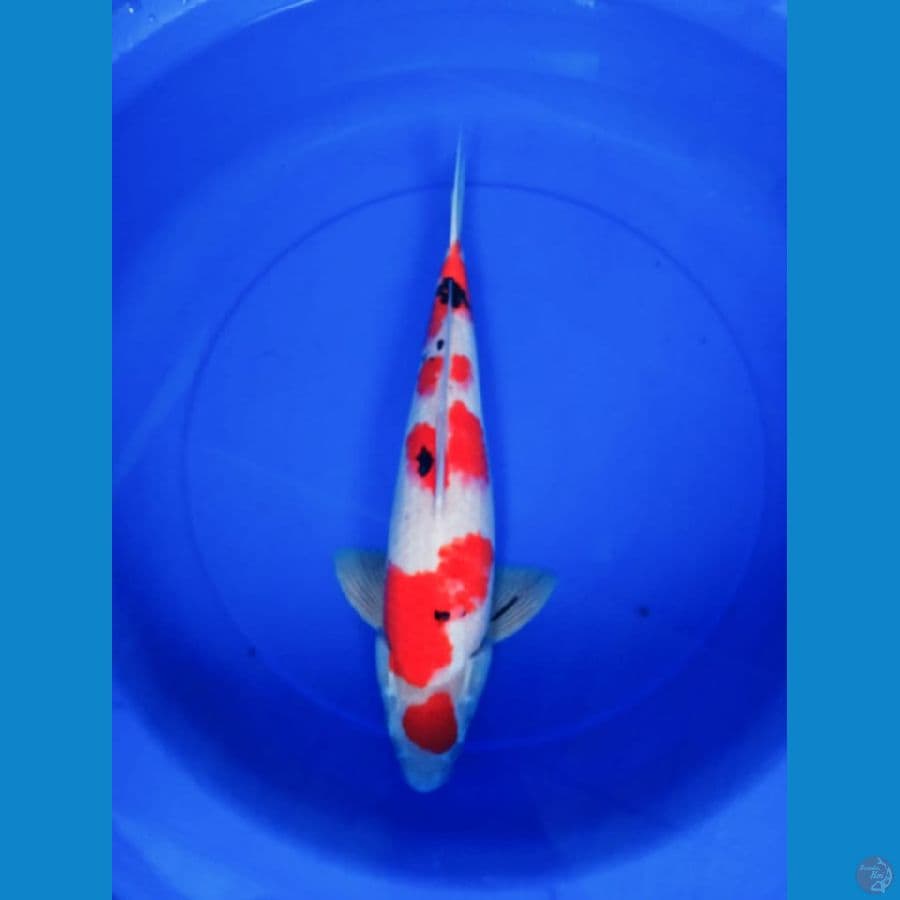 Sanke 43 cm