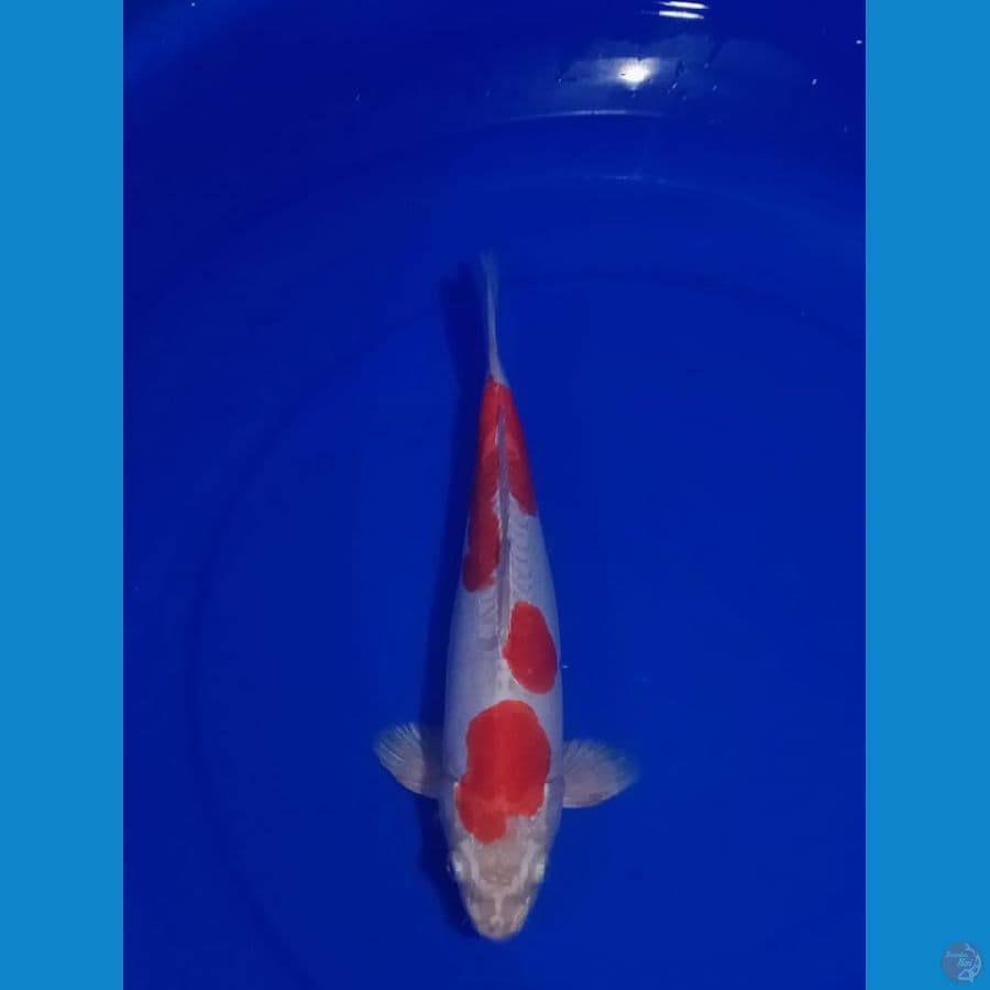kohaku doitsu hikari 30Bu