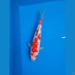 ginrin kohaku 28cm