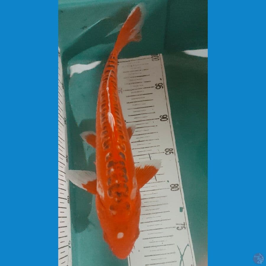 hana shusui 30cm