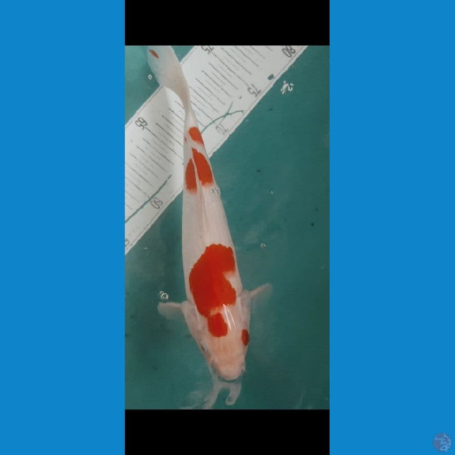 maruten kohaku 28cm