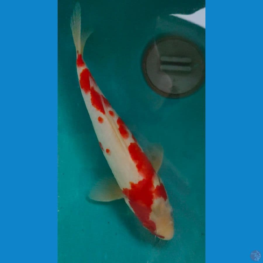 aigoromo 28cm