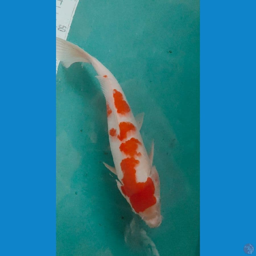 kohaku sakura 30cm