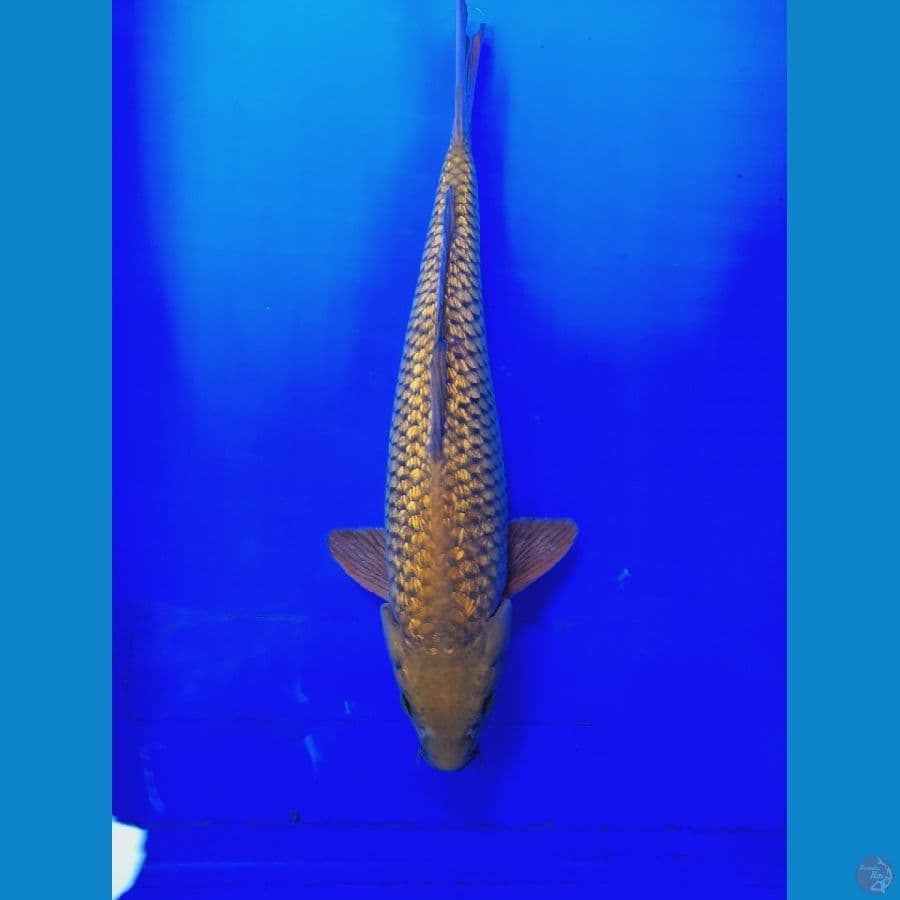 Midori Ginrin 35cm