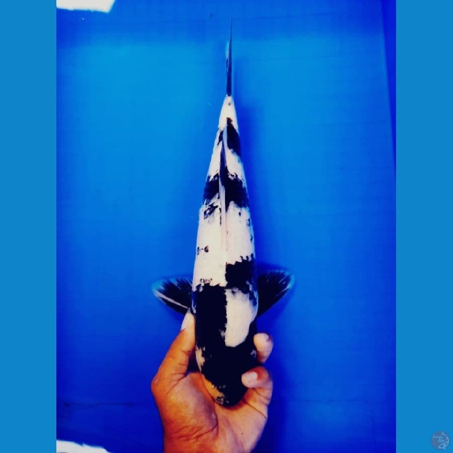 Shiro 33cm