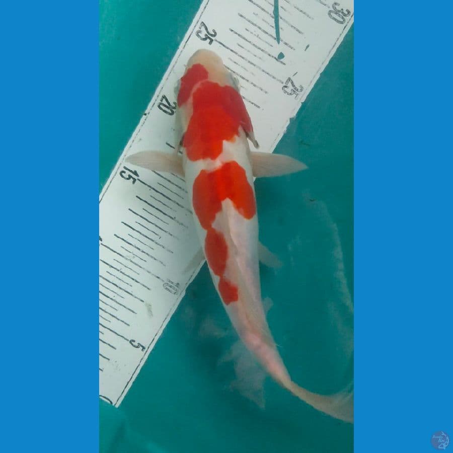 kohaku doitsu murni 26cm