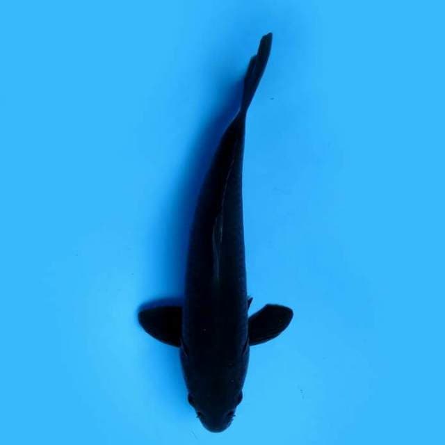 30cm Male Tosai - F1 Black Kawarimono 