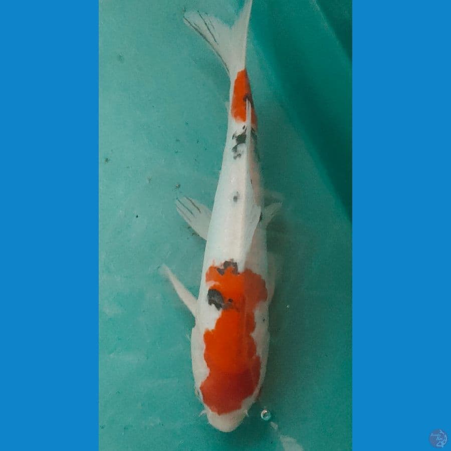 sanke doitsu 31cm