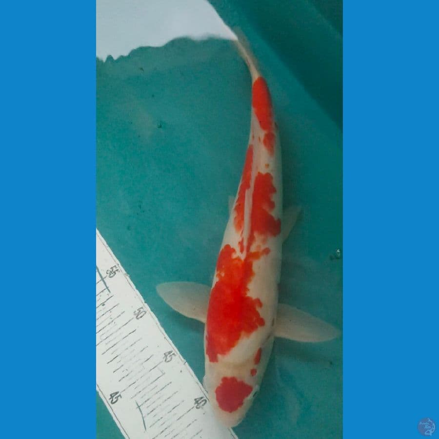 maruten kohaku 41cm male
