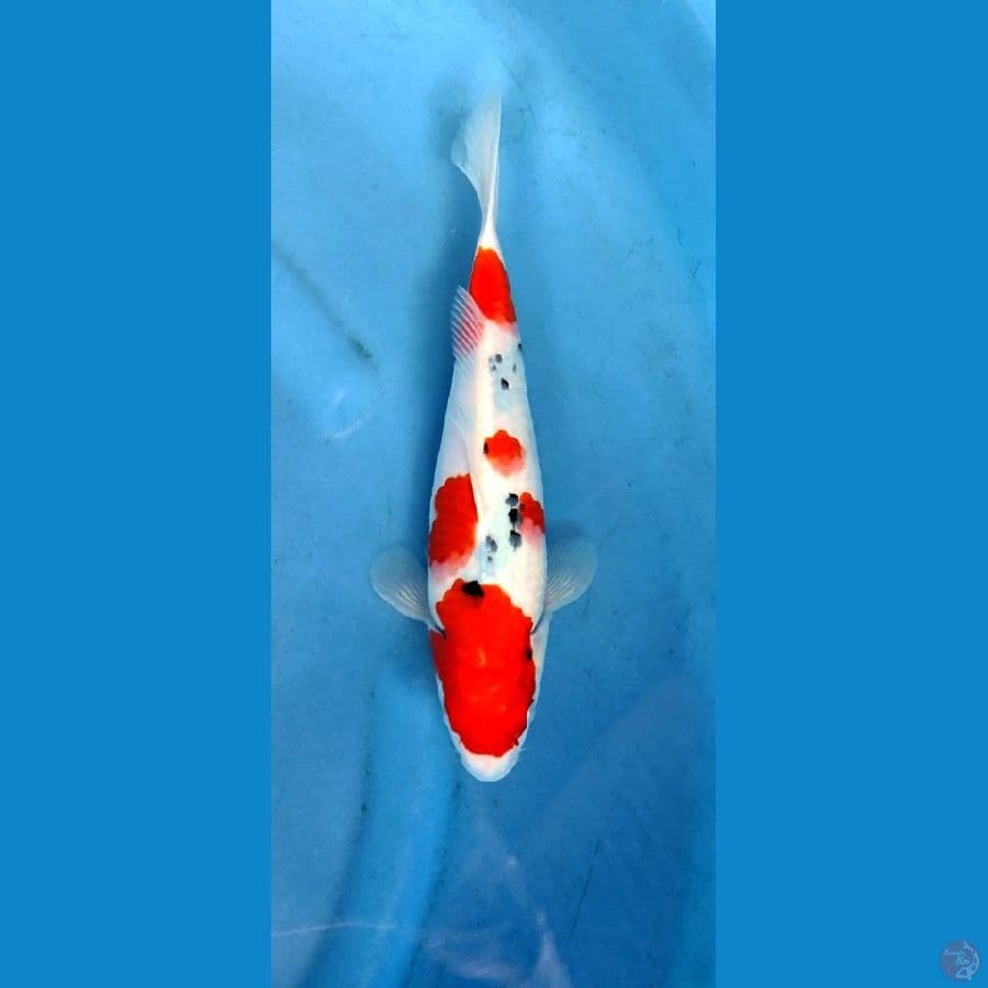 Taisho sanke HQ 30 cm , tategoi calon joss