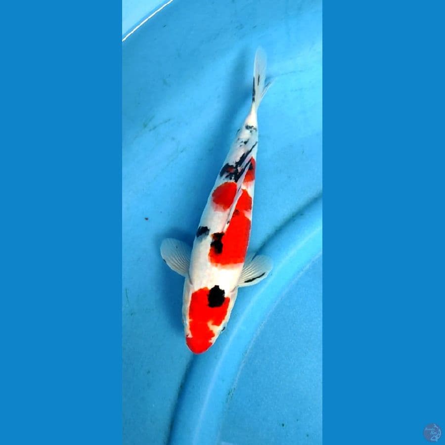 sanke subosumi 27 cm