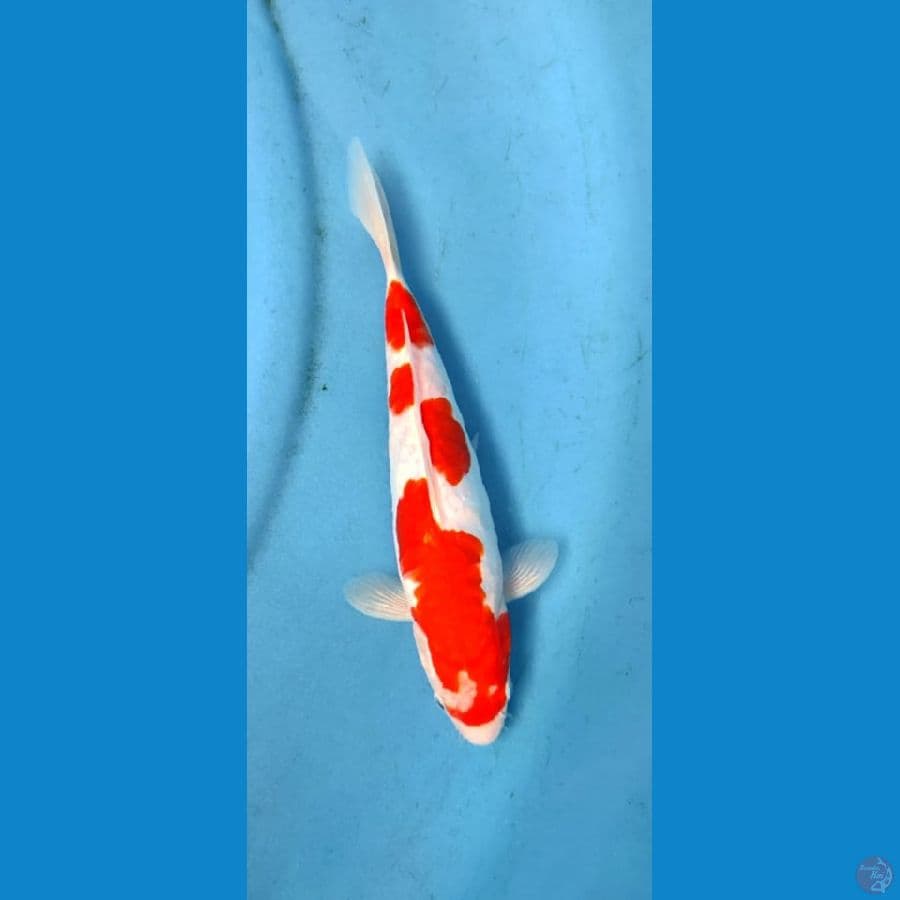 kohaku doitsu 27cm