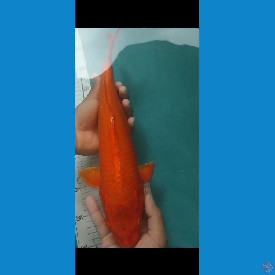 orenji ogon 40cm