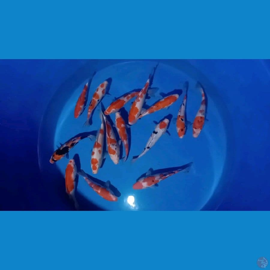 22 26 cm kohaku sangke