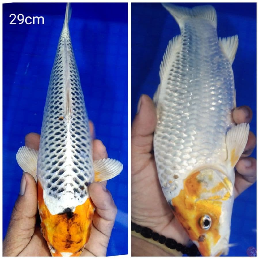_SELSA04_ tc kujaku 29cm/ml