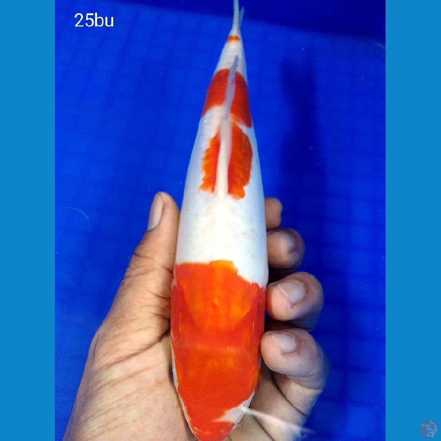 _SELSA05_ kohaku doitsu murni 25bu/ml