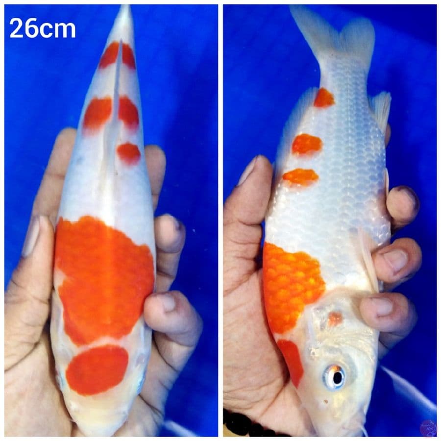 _SELSA06_ maruten kohaku original 26cm/ml