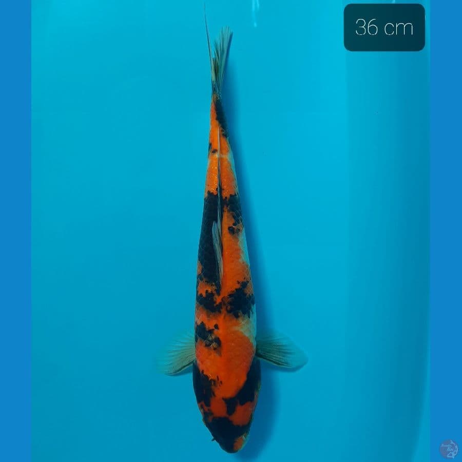 Hishowa 36 cm