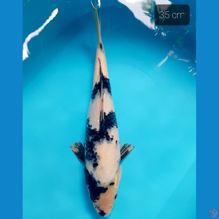 punuk unta 35 cm