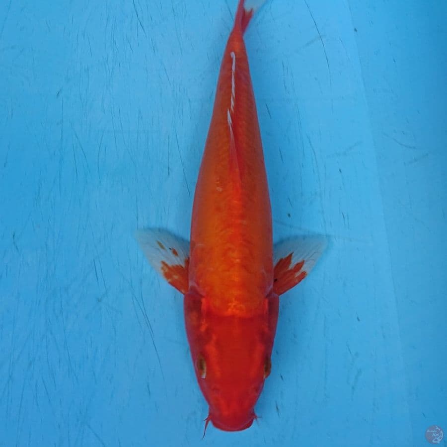 DOITSU ORENJI 33 cm