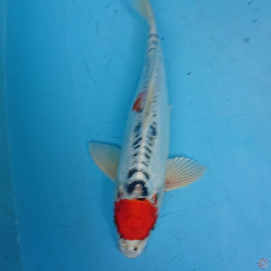 TANCHO KUJAKU DOItSU 33 cm
