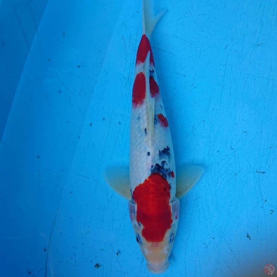 SANKE 31 cm 