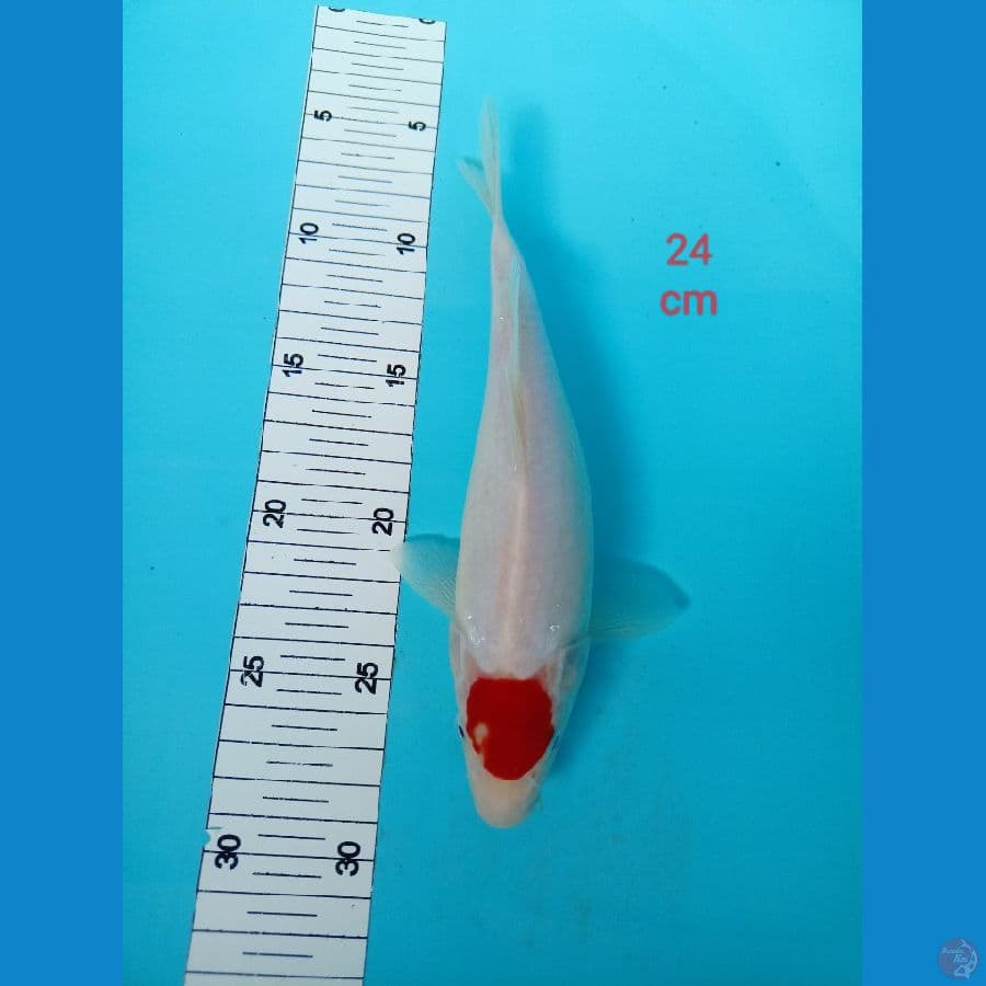 Tancho 24 cm