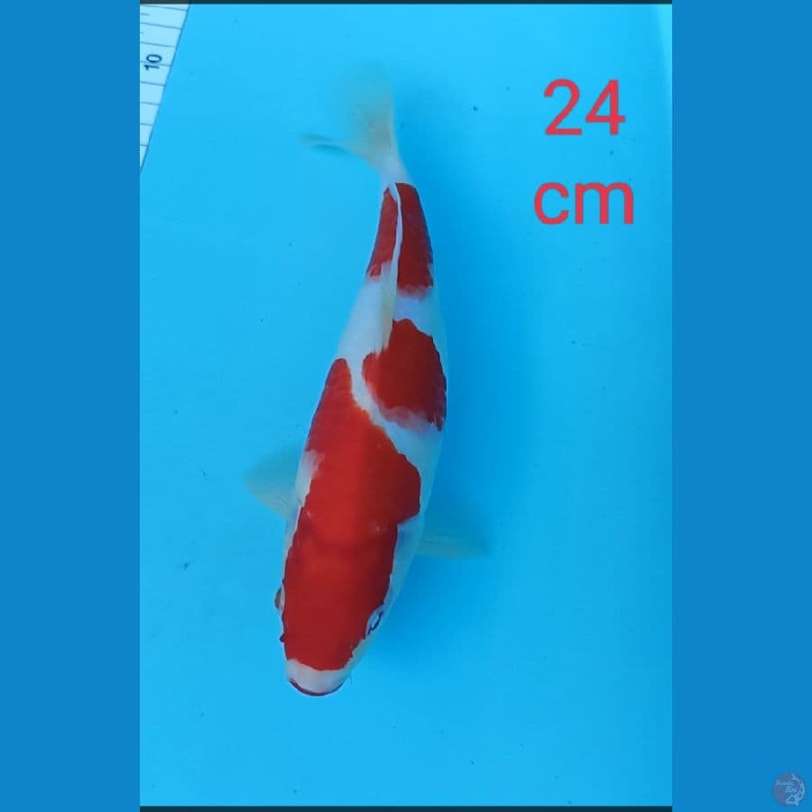 kohaku strong 24 cm