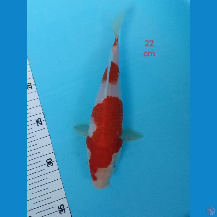 kohakhu 22 cm 