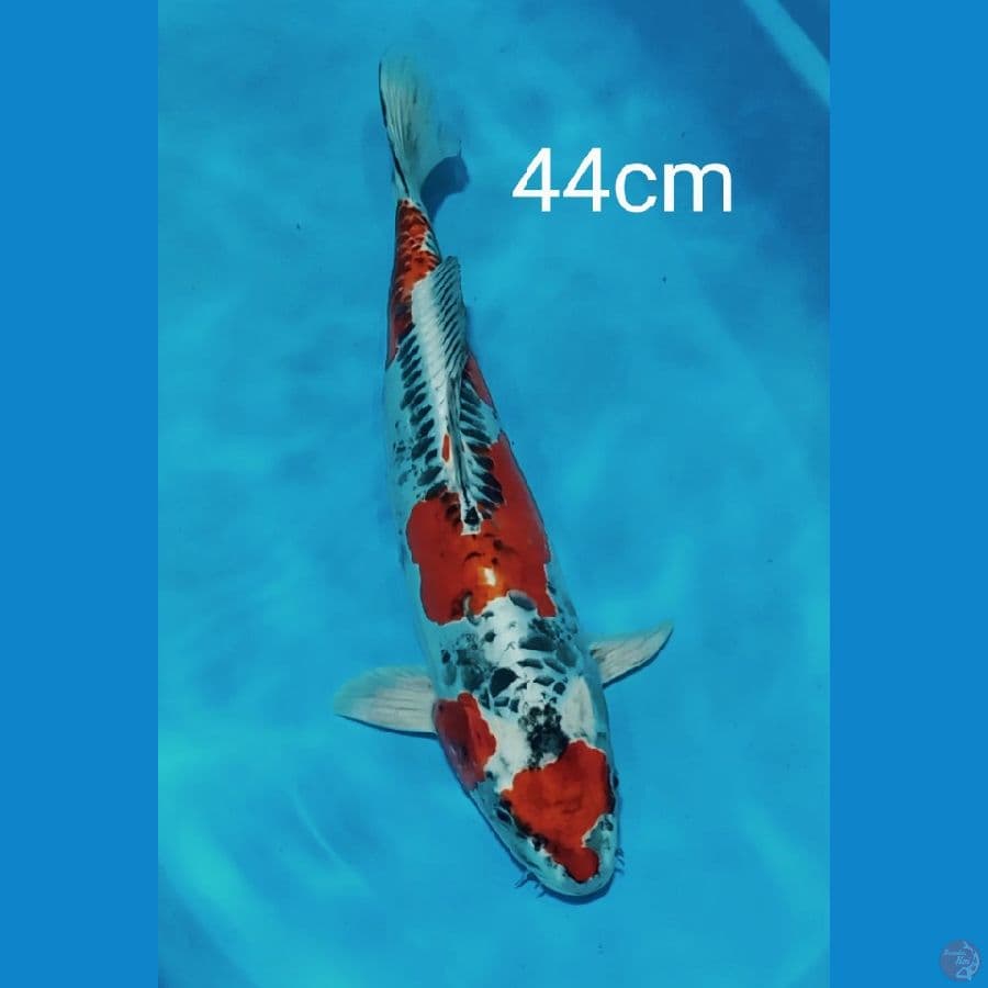 jumbo benikikokuryu 44cm