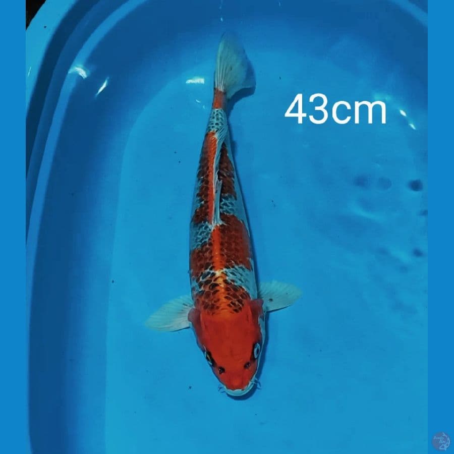 jumbo kujaku 43cm